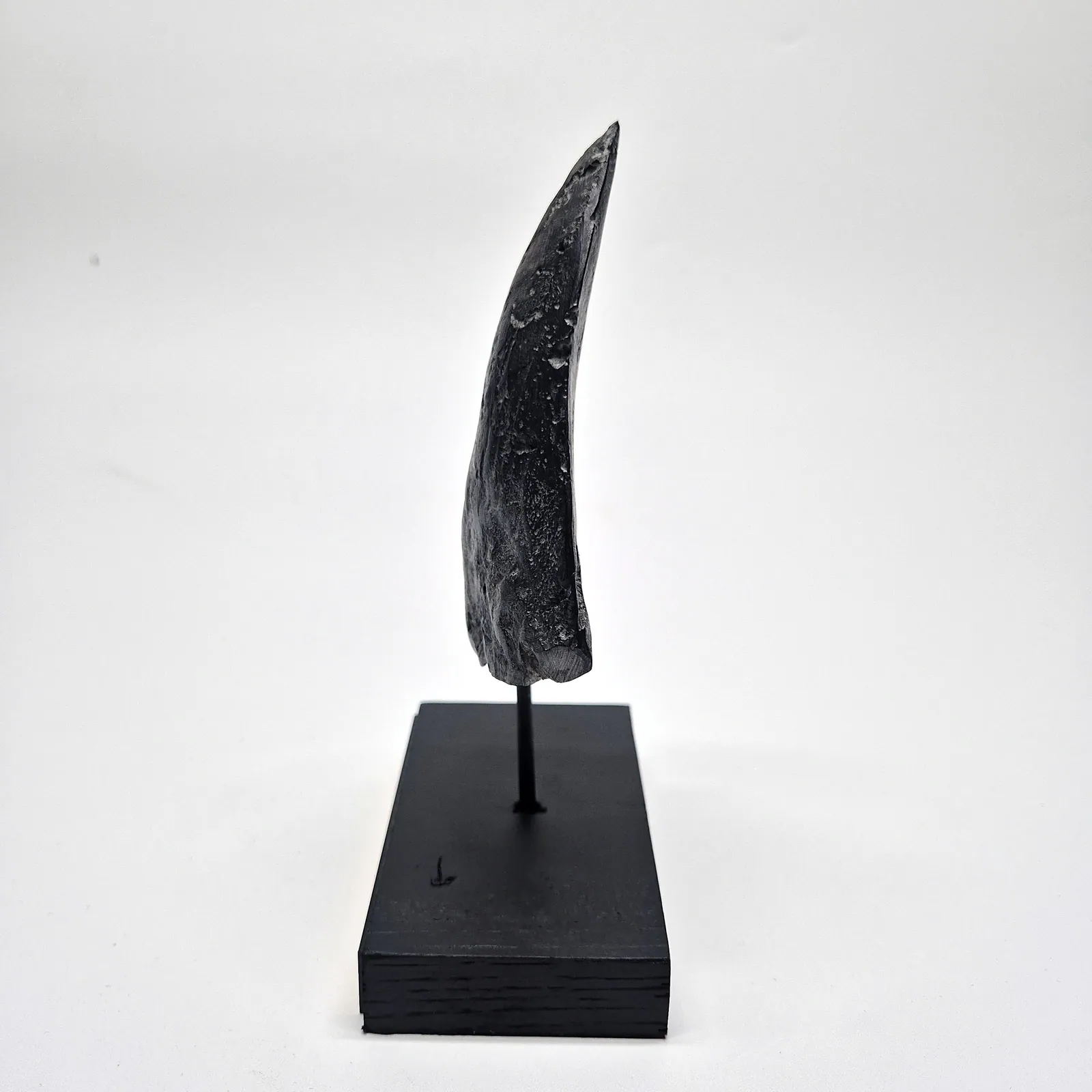 Sculpture en bronze – dent de mégalodon sur socle – vue 6