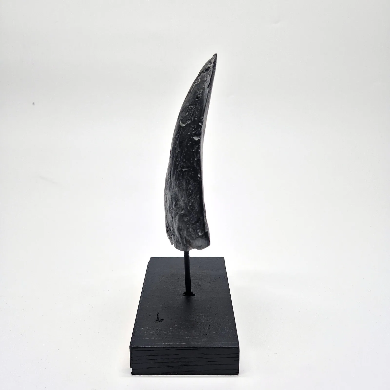 Sculpture en bronze – dent de mégalodon sur socle – vue 7