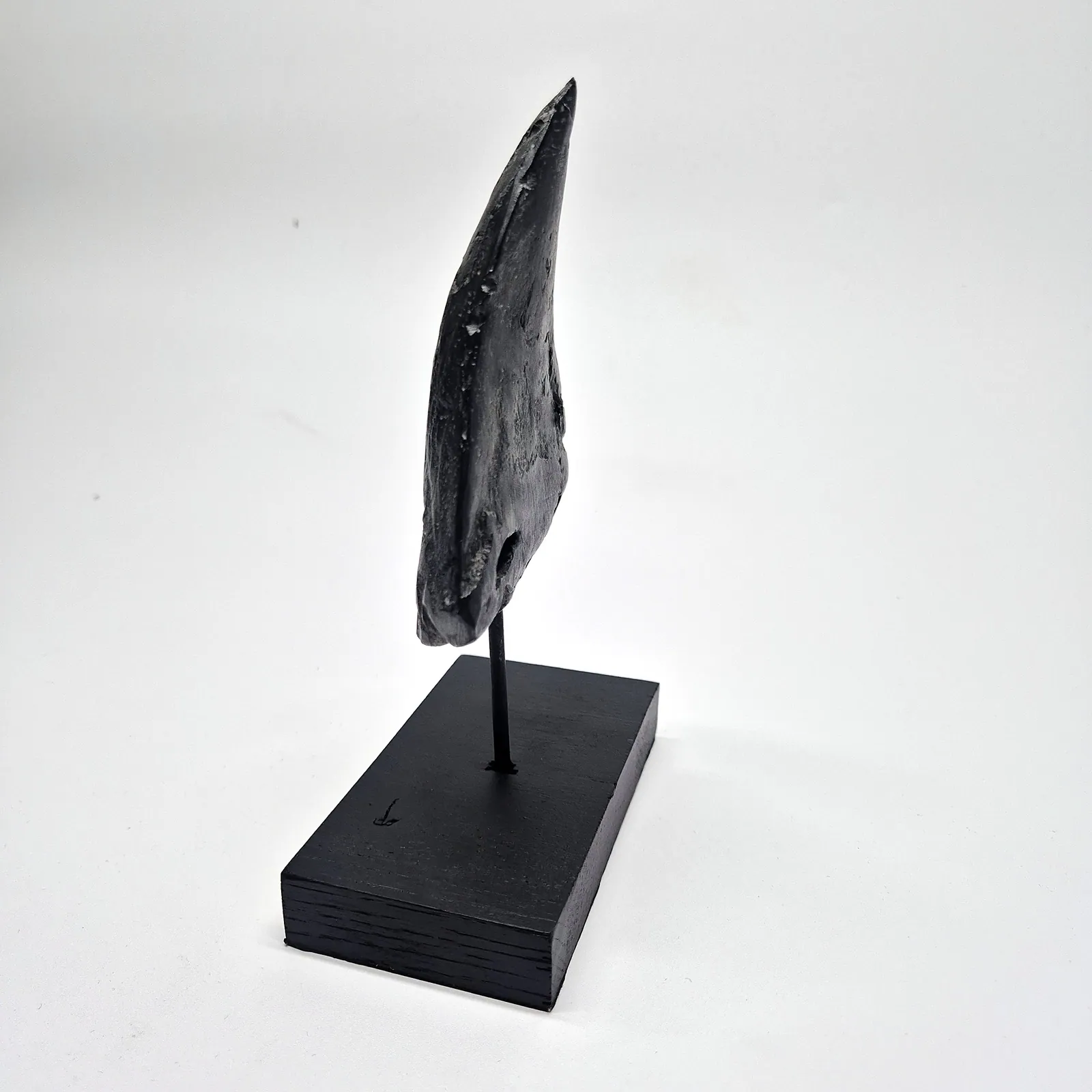 Sculpture en bronze – dent de mégalodon sur socle – vue 8