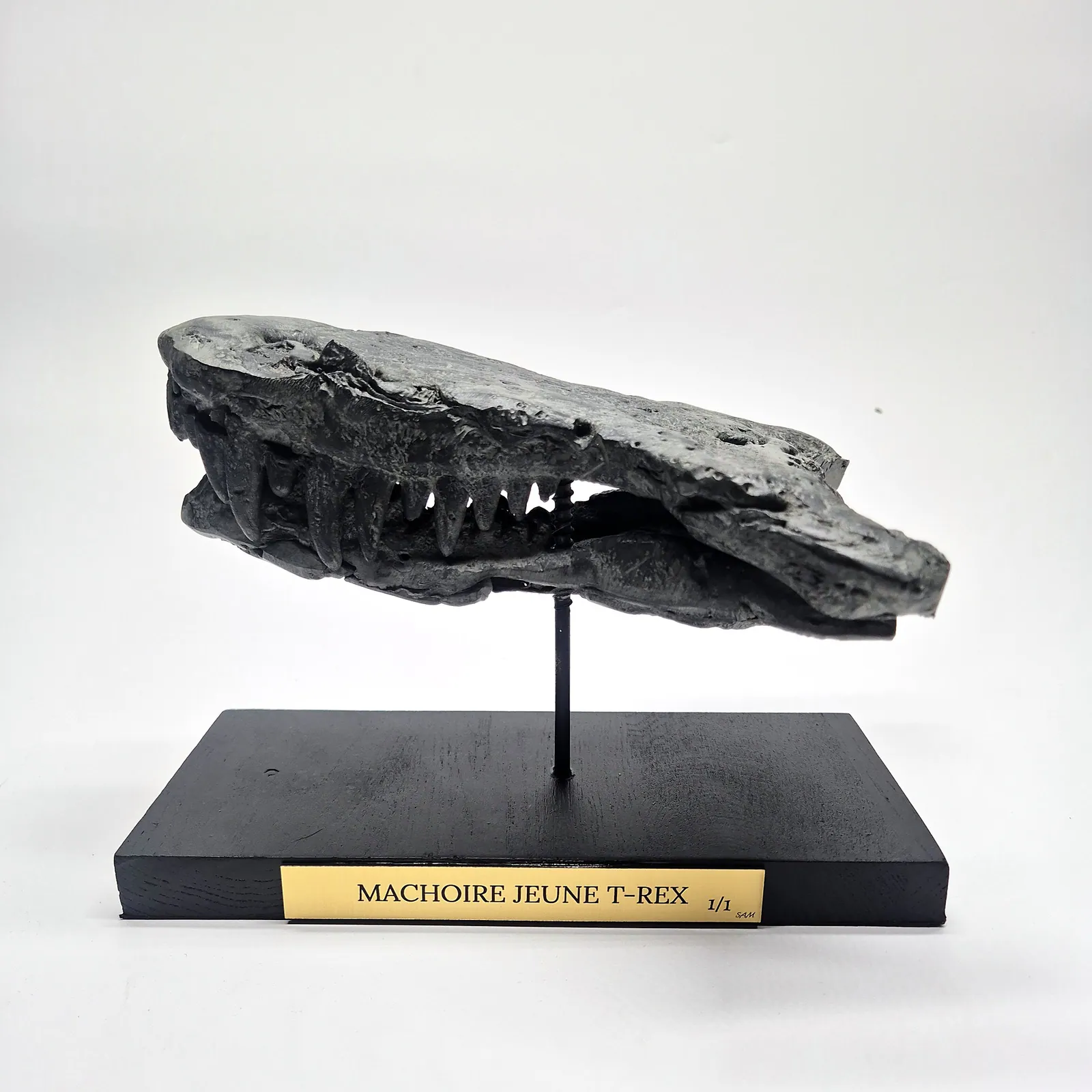 Sculpture en bronze – mâchoire de jeune T-Rex sur socle – vue 2